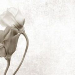 Кухонный фартук Цветы 069 МДФ матовый (3000) Flowers в Верхней Салде - verhnyaya-salda.mebel24.online | фото