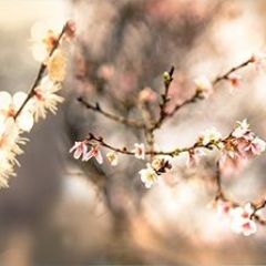 Кухонный фартук Цветы 317 МДФ матовый (3000) Flowers в Верхней Салде - verhnyaya-salda.mebel24.online | фото